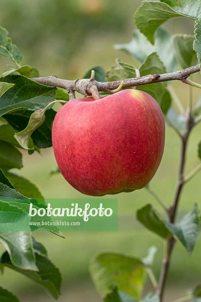 675252 - Pommier domestique (Malus x domestica 'Winterzauber')