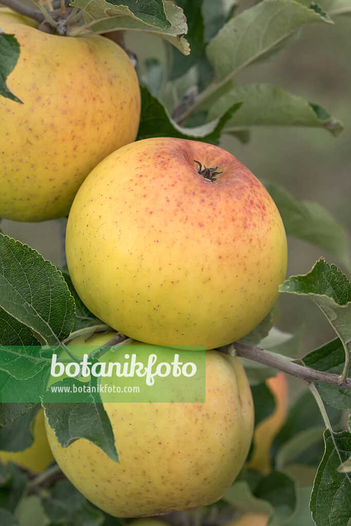 675253 - Pommier domestique (Malus x domestica 'Zuccalmagliorenette')