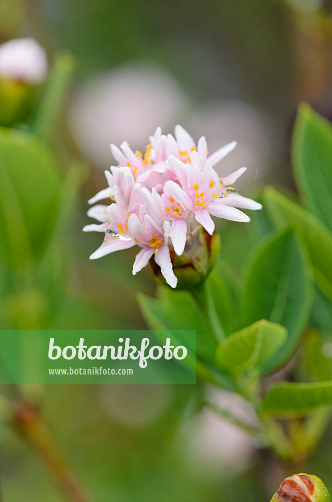 534362 - Pompom tree (Dais cotinifolia)