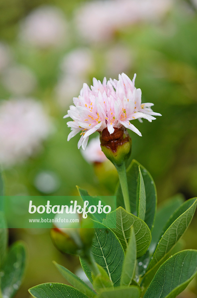 534363 - Pompom tree (Dais cotinifolia)