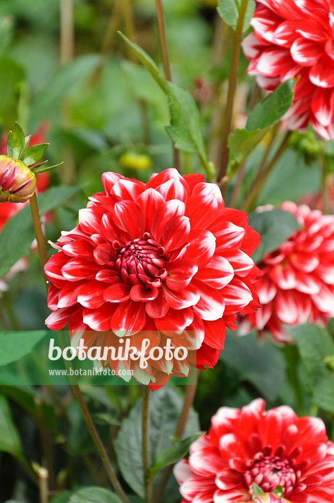 487145 - Pompon dahlia (Dahlia Zakuro Hime)