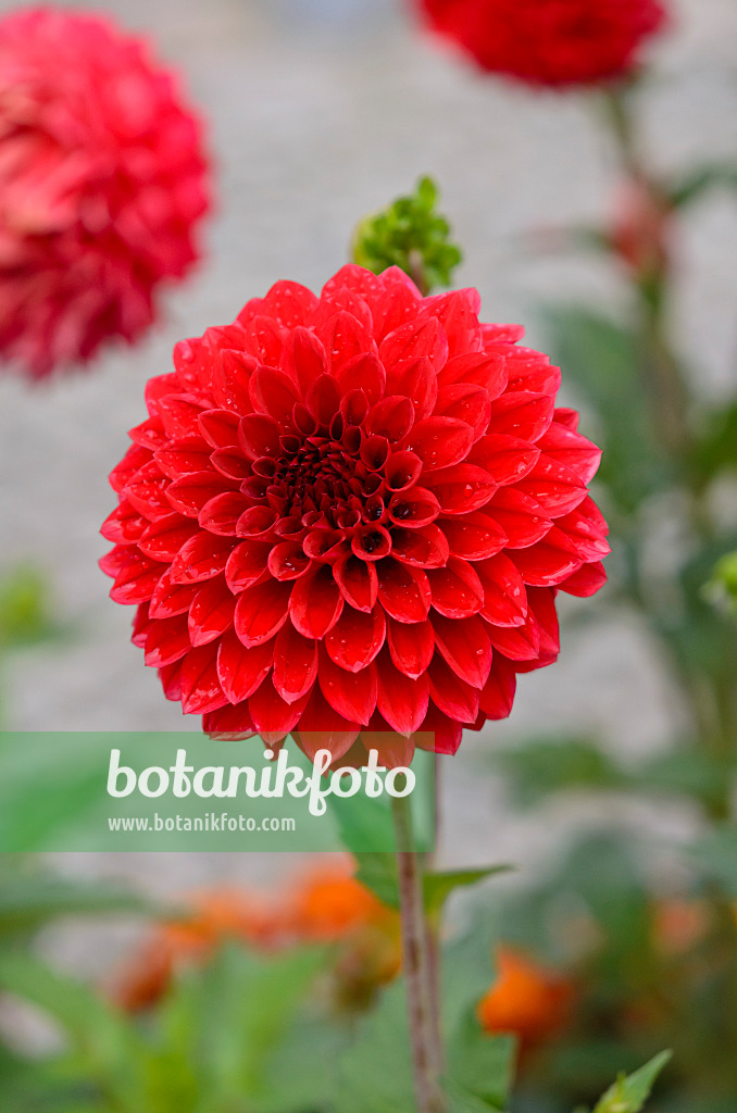 524045 - Pompondahlie (Dahlia Hans Peter Cornils)