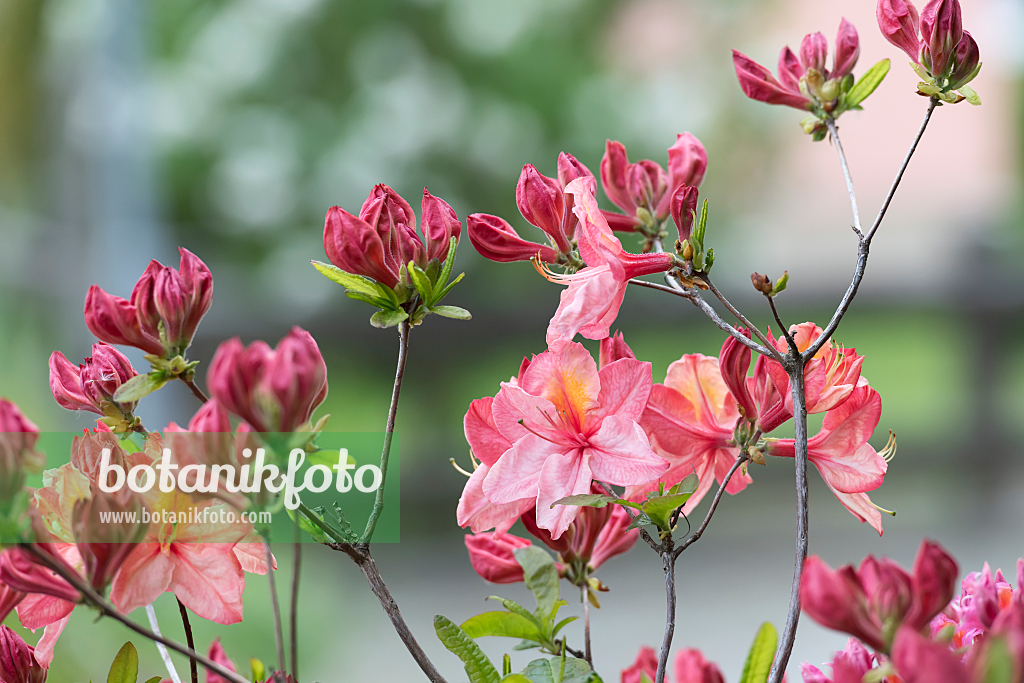 664365 - Pontic azalea (Rhododendron luteum 'Cecile')