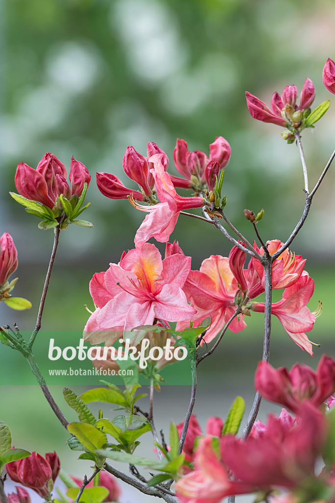 664366 - Pontic azalea (Rhododendron luteum 'Cecile')