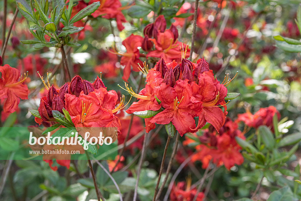 651476 - Pontic azalea (Rhododendron luteum 'Royal Command')