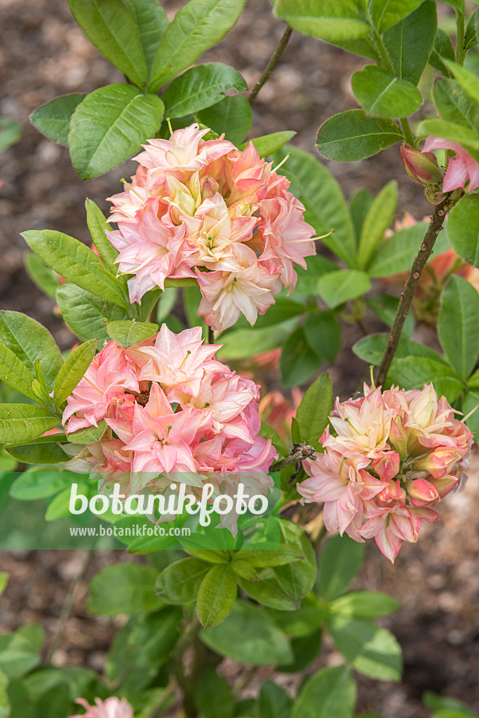 638297 - Pontic azalea (Rhododendron luteum 'Wedding Bouquet')