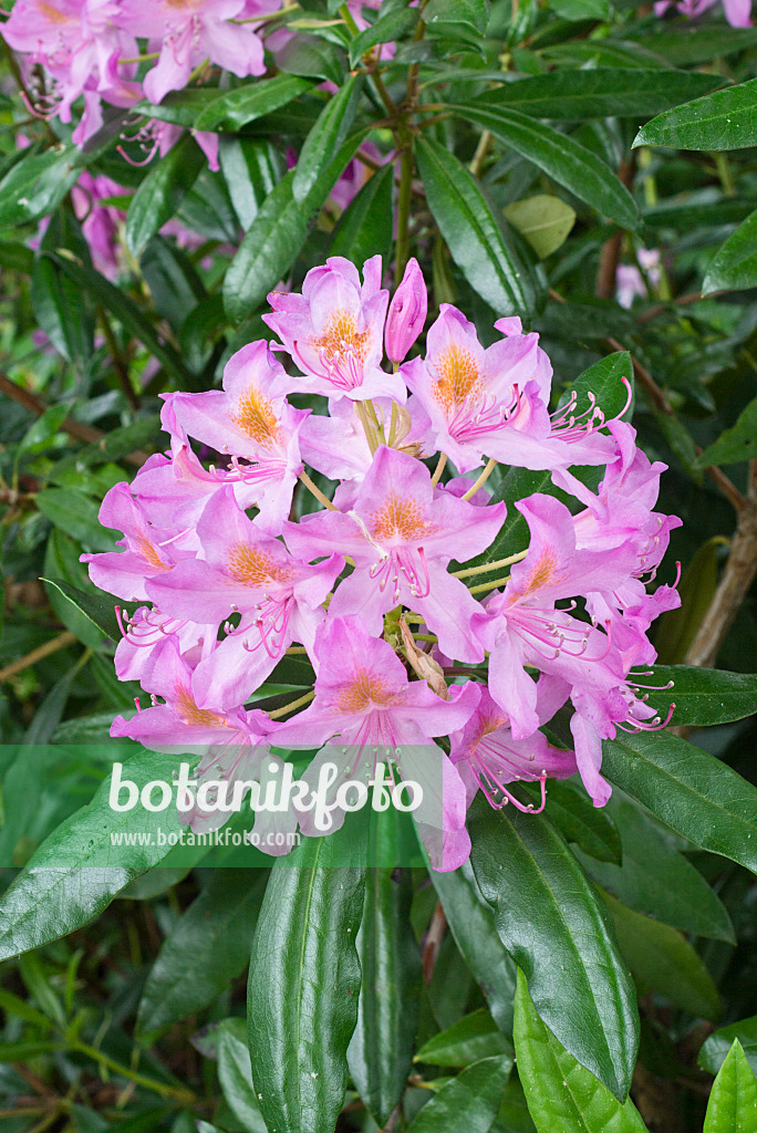 557011 - Pontic rhododendron (Rhododendron ponticum)