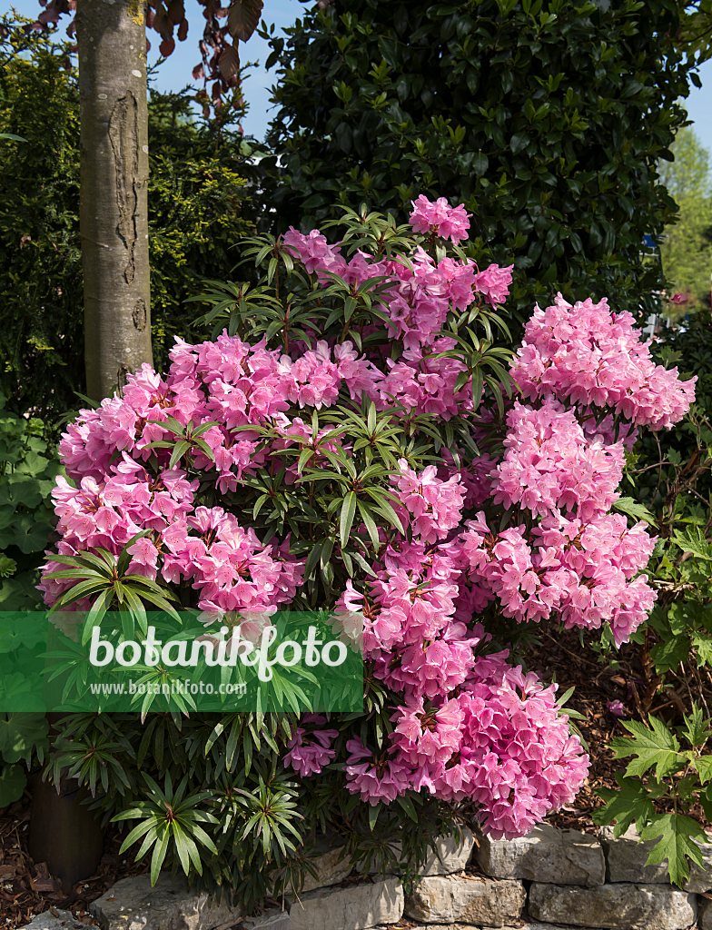 664367 - Pontic rhododendron (Rhododendron ponticum 'Graziella')