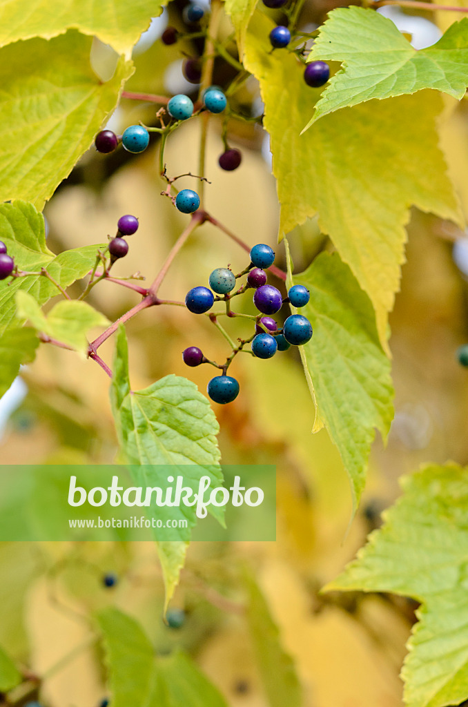 525251 - Porcelain berry (Ampelopsis brevipedunculata)
