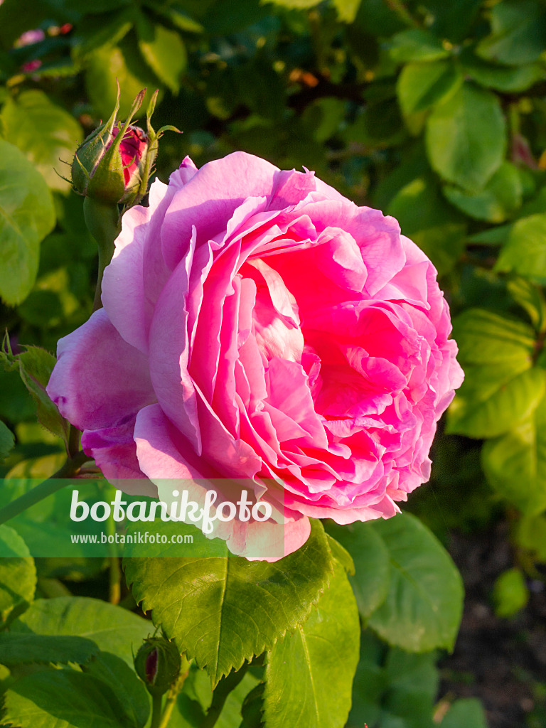 414011 - Portlandrose (Rosa Rose du Roi à Fleurs Pourpres)