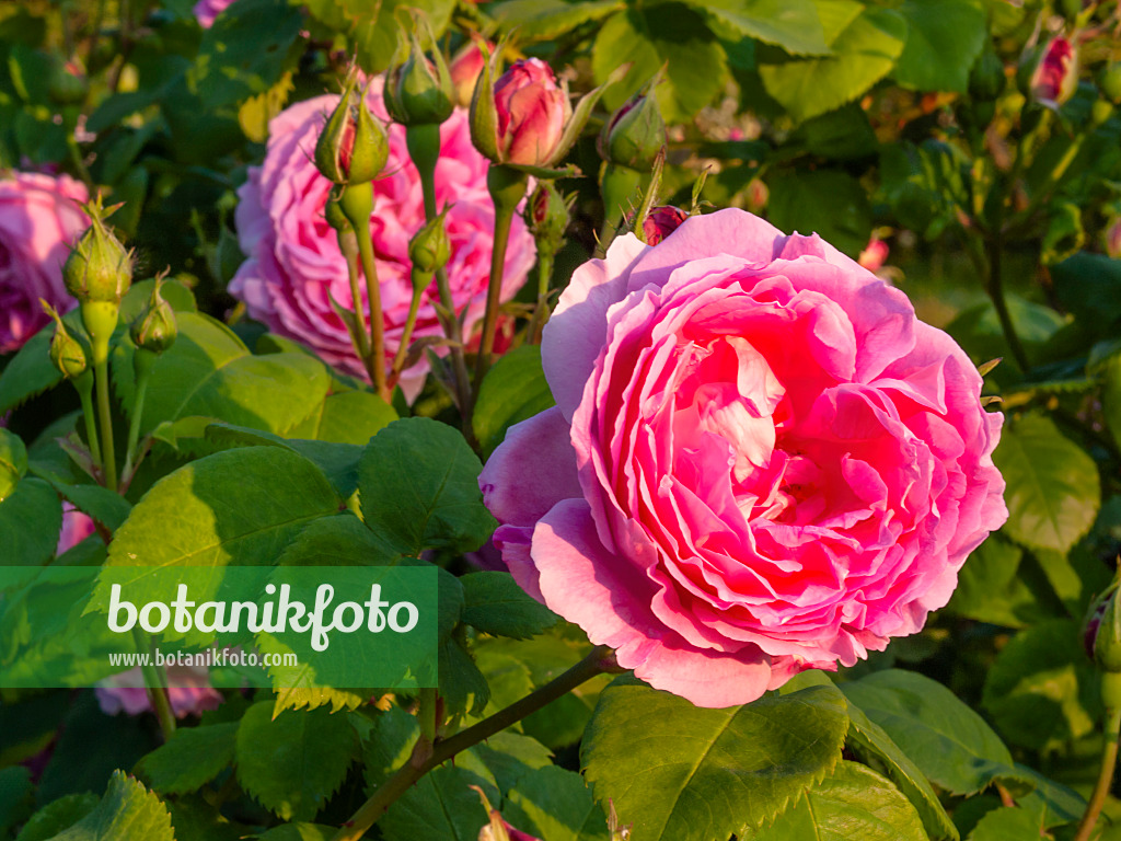414012 - Portlandrose (Rosa Rose du Roi à Fleurs Pourpres)