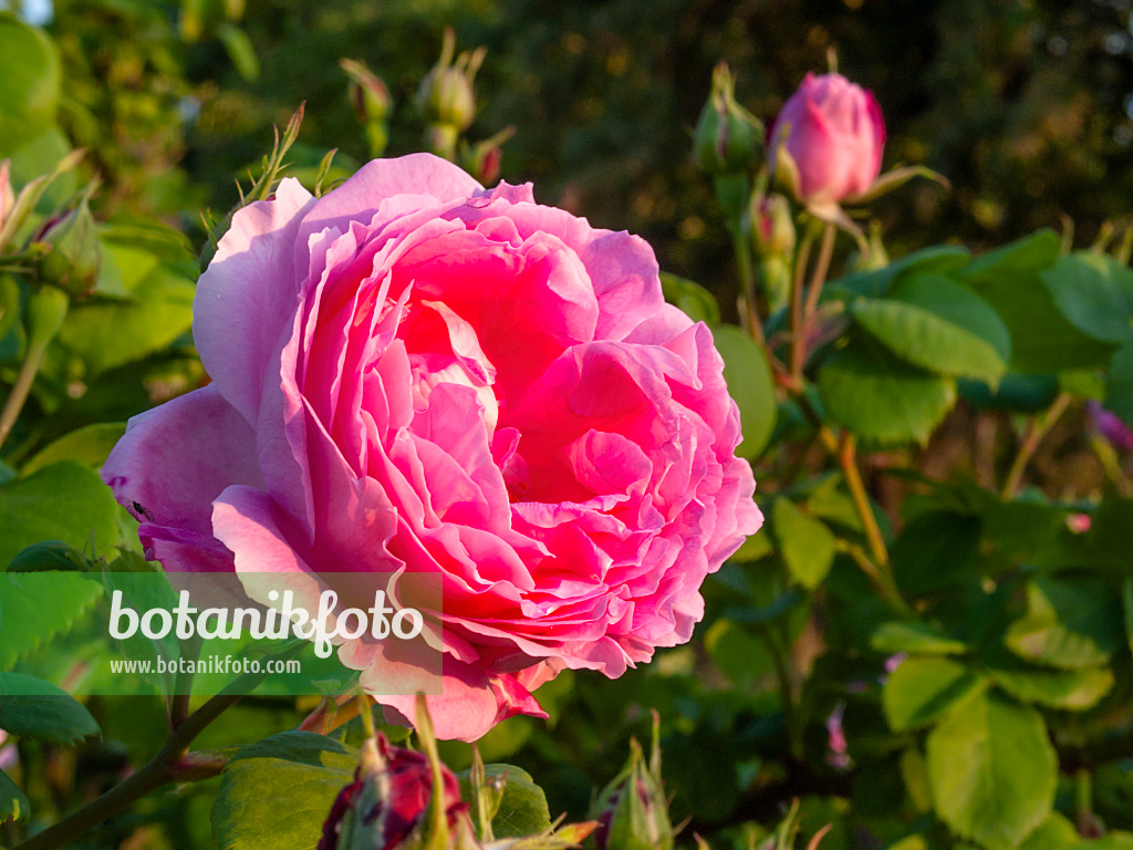 414013 - Portlandrose (Rosa Rose du Roi à Fleurs Pourpres)