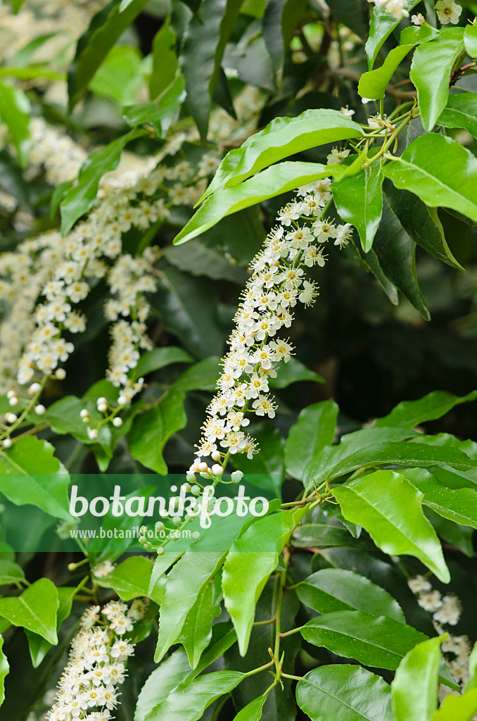 533046 - Portugal laurel (Prunus lusitanica)