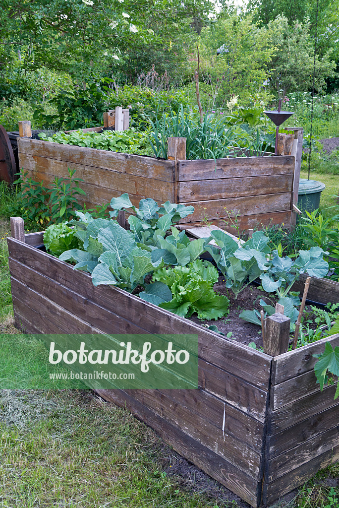 608132 - Potager surélevé en bois avec des légumes