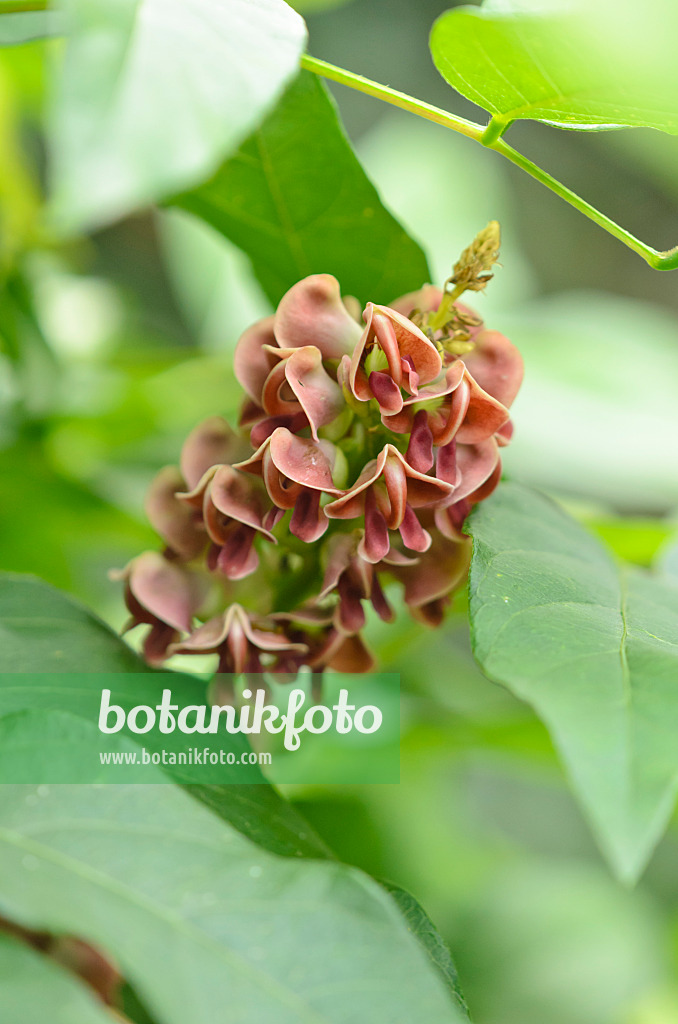 536171 - Potato bean (Apios americana)