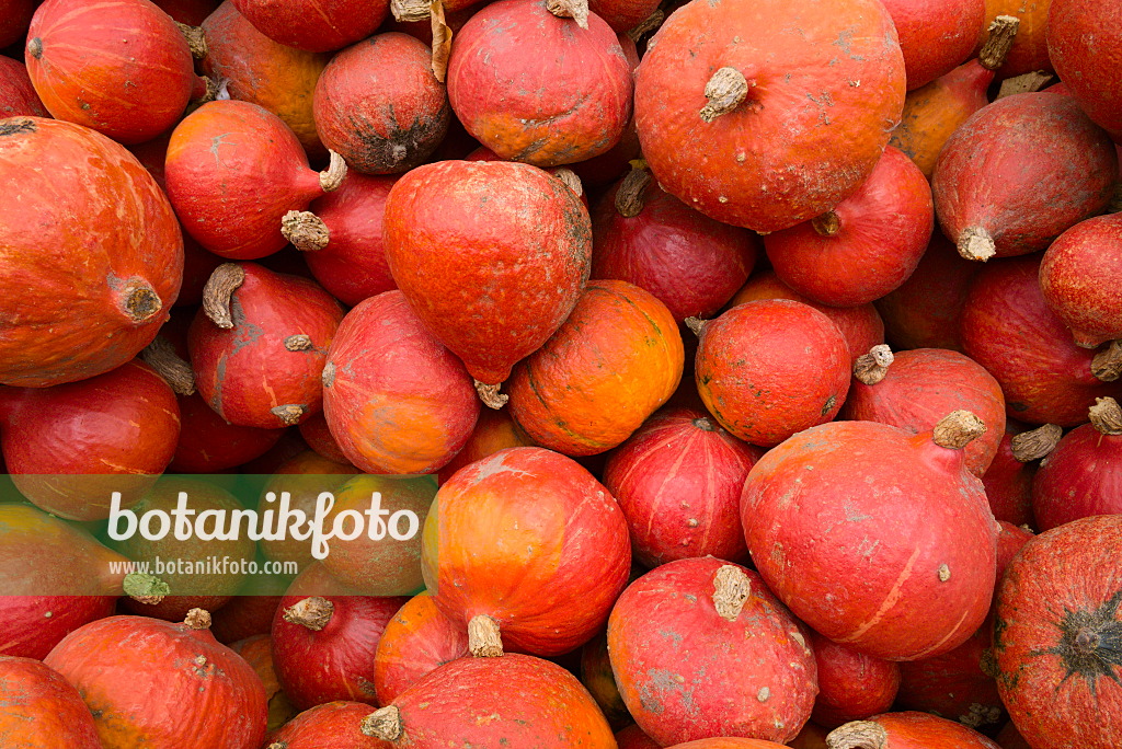 672010 - Potiron d'Hokkaido (Cucurbita maxima 'Hokkaido')