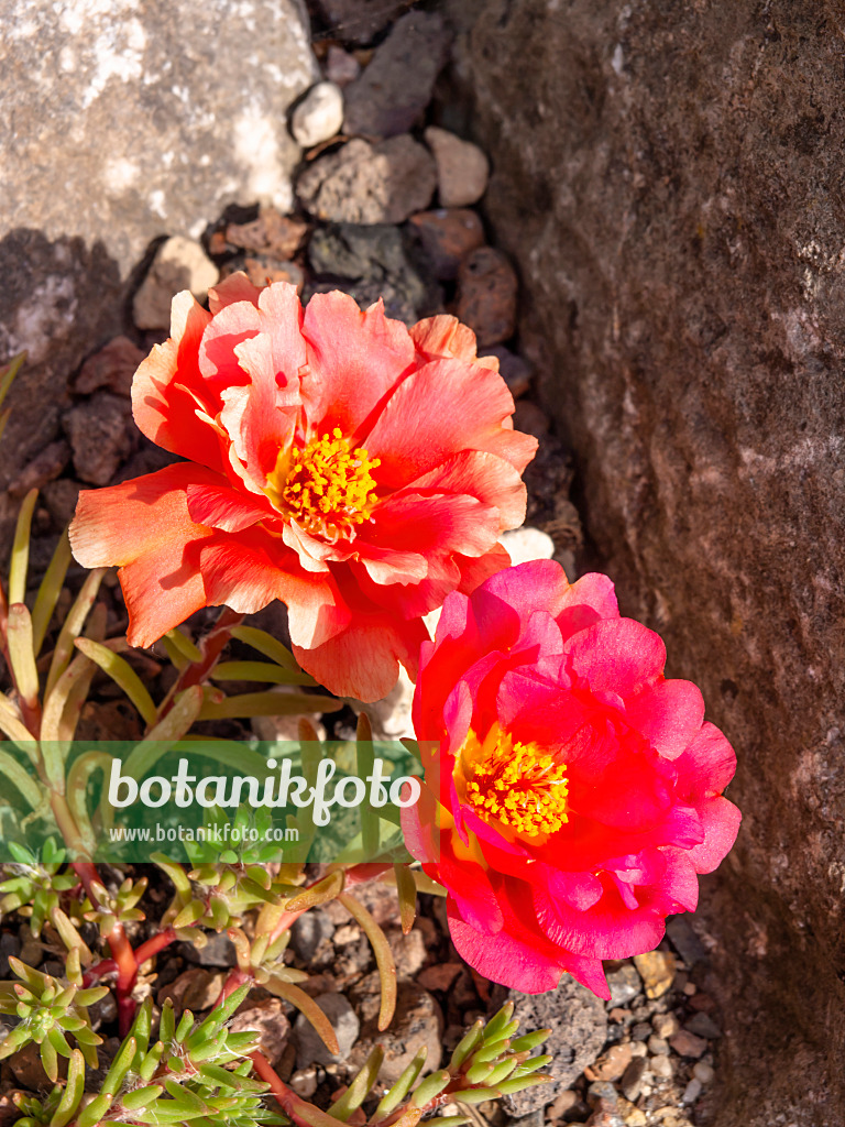 426301 - Pourpier à grandes fleurs (Portulaca grandiflora)