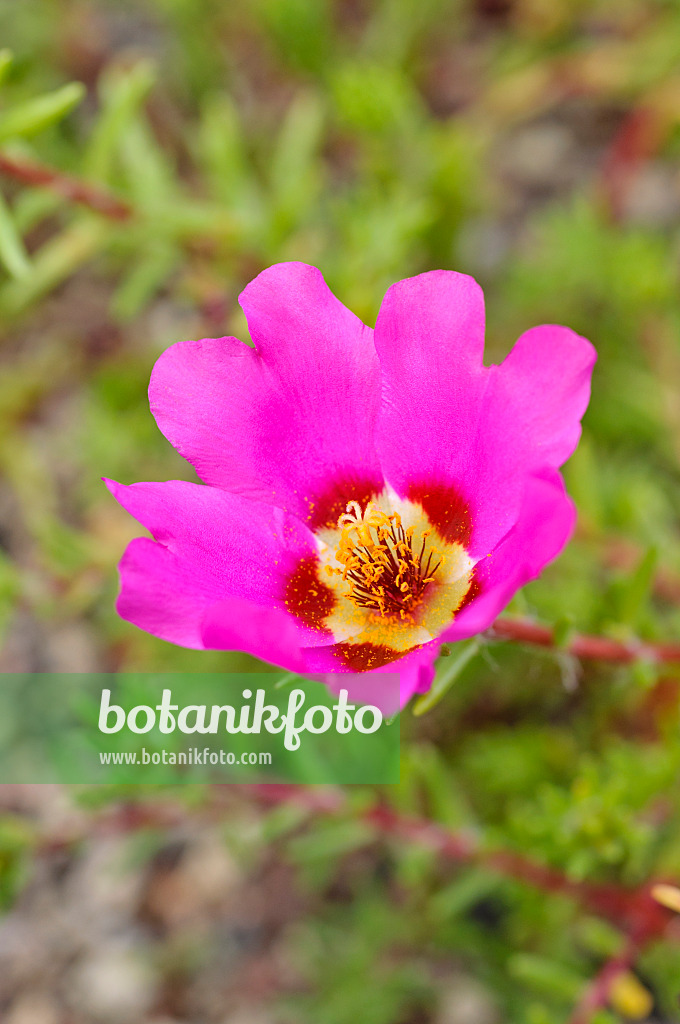 475227 - Pourpier à grandes fleurs (Portulaca grandiflora)