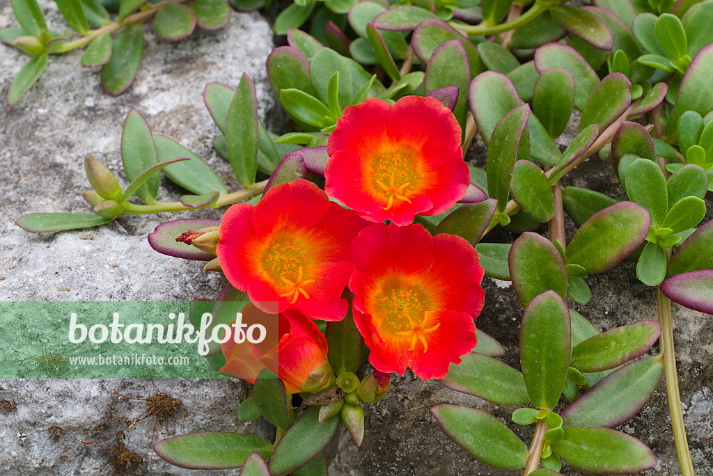 672004 - Pourpier (Portulaca umbraticola)