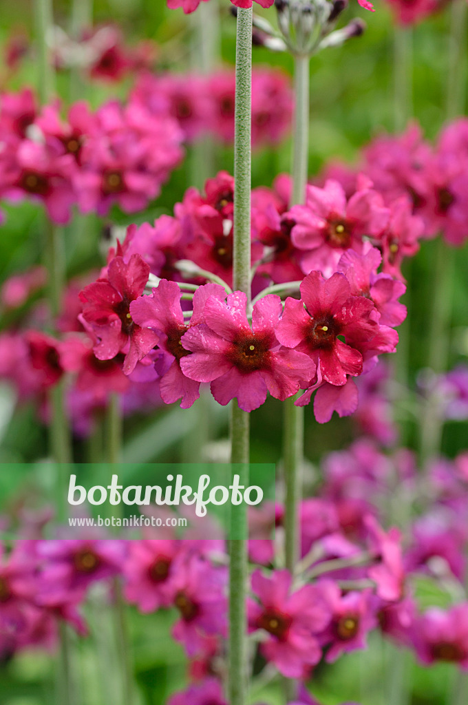 484205 - Powdered primrose (Primula pulverulenta)