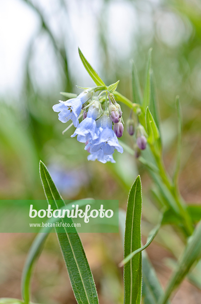 508399 - Prairie bluebells (Mertensia lanceolata)