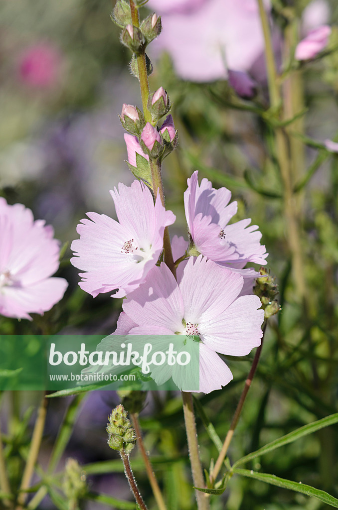 570059 - Prairie mallow (Sidalcea malviflora 'Elsie Heugh')