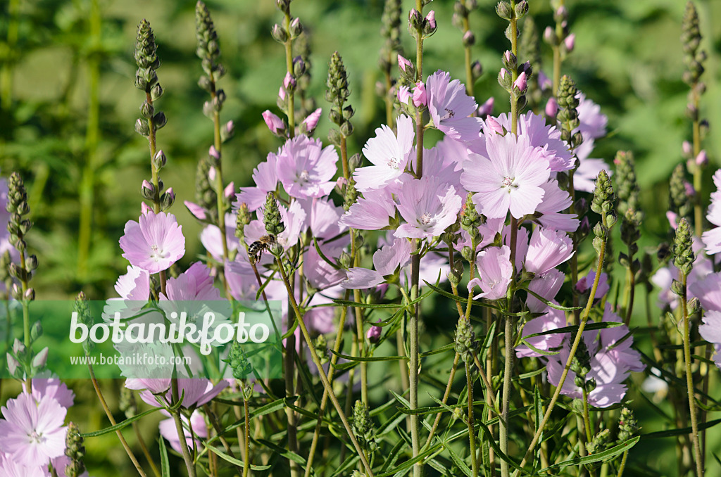 570060 - Prairie mallow (Sidalcea malviflora 'Elsie Heugh')