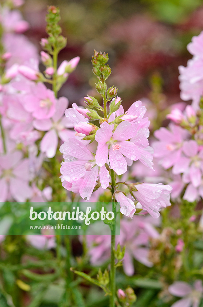521462 - Prairie mallow (Sidalcea Rosaly)