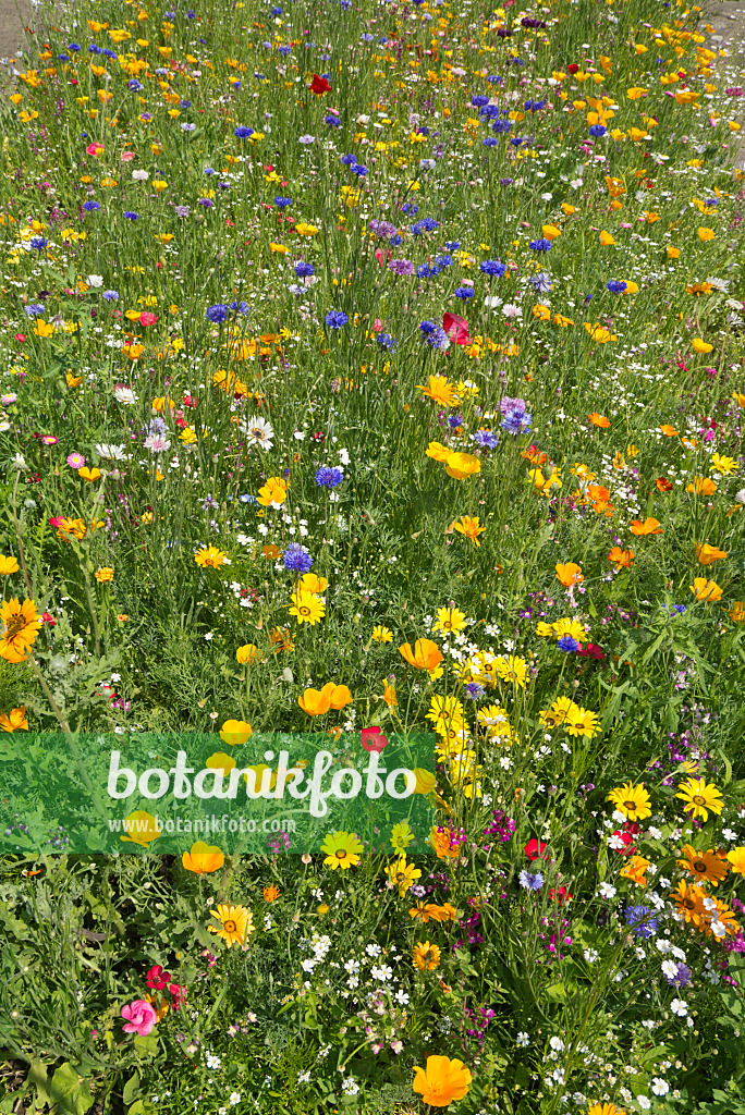 608090 - Pré de fleurs