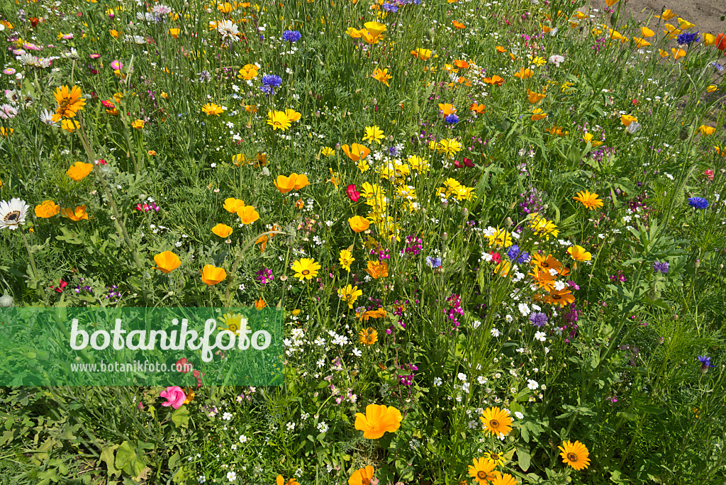 608091 - Pré de fleurs