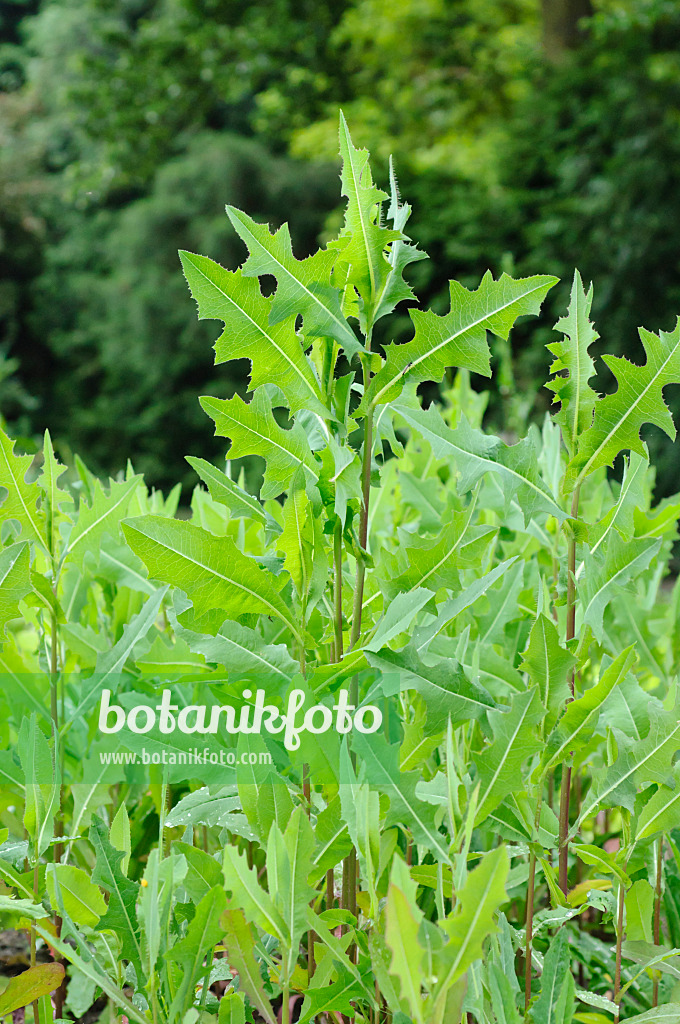 485060 - Prickly lettuce (Lactuca serriola)