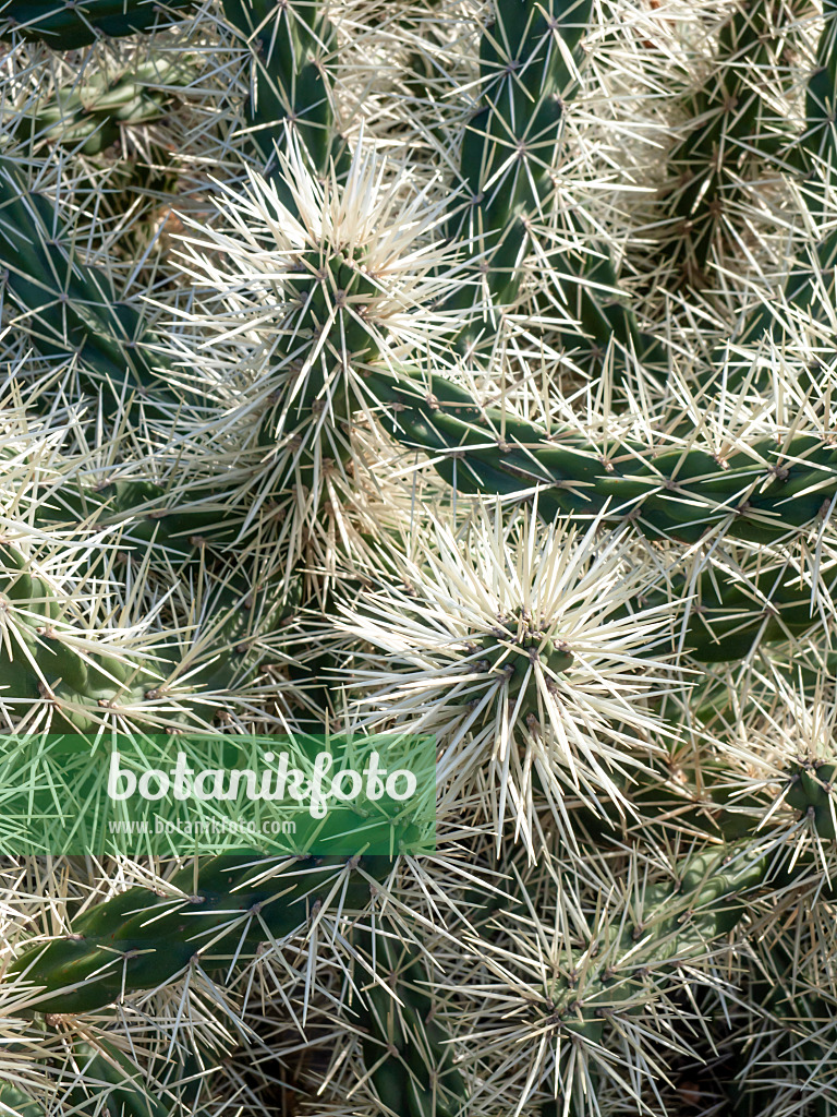 424098 - Prickly pear (Opuntia tunicata)