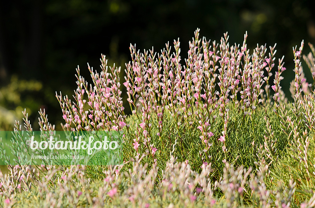 534170 - Prickly thrift (Acantholimon acerosum)