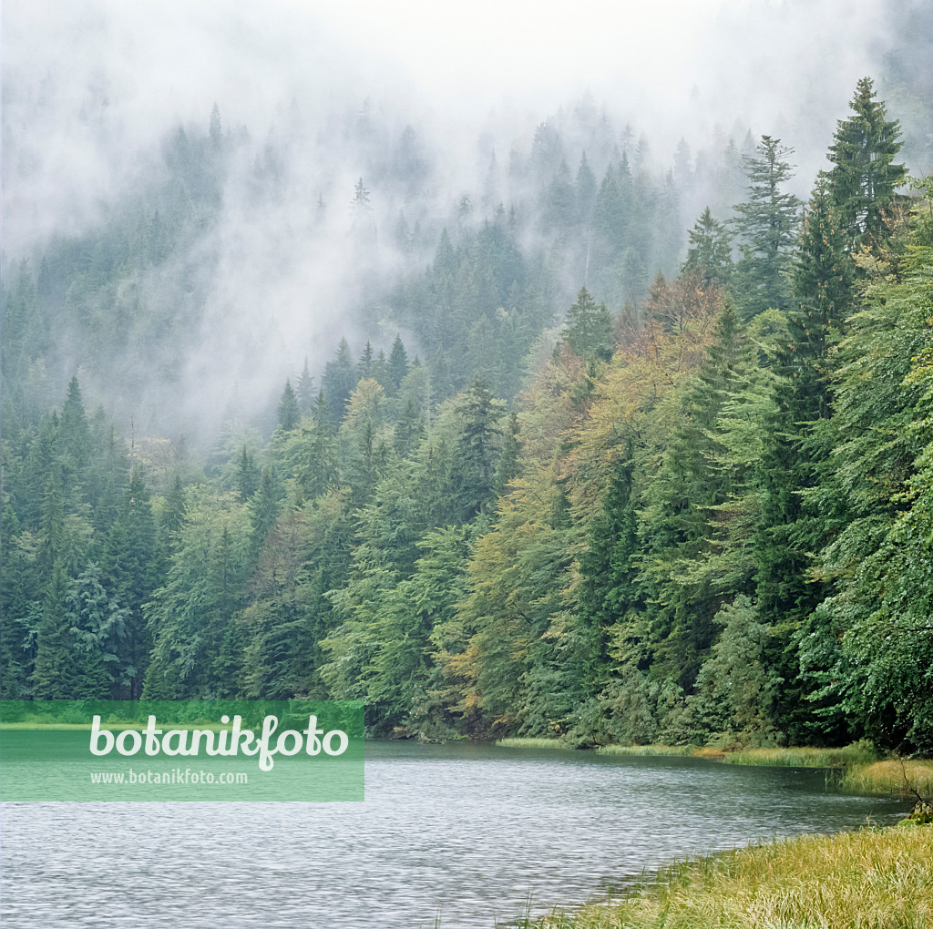 237008 - Primeval forest at Lake Rachelsee, Bavarian Forest National Park, Germany