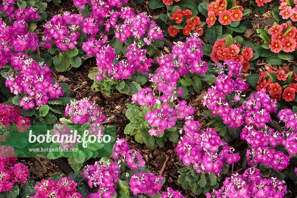 375006 - Primrose (Primula)