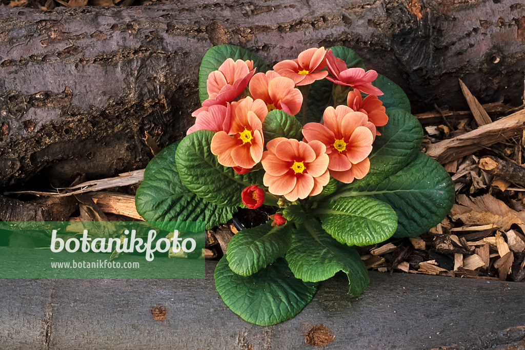 375007 - Primrose (Primula)