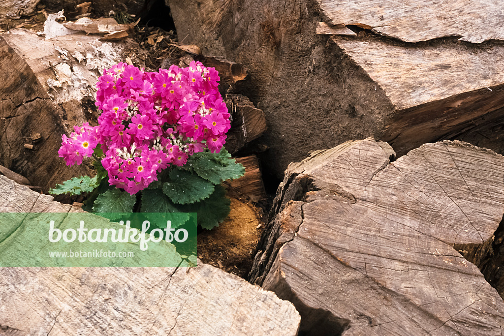 375008 - Primrose (Primula)