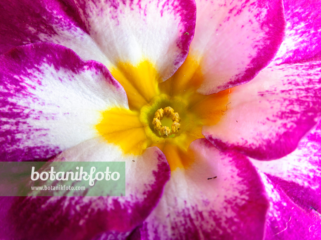 433064 - Primrose (Primula)
