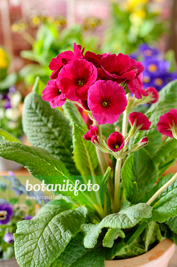 483086 - Primrose (Primula)
