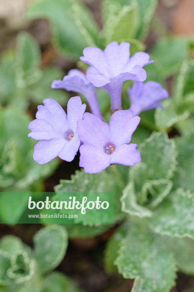 471090 - Primrose (Primula marginata)