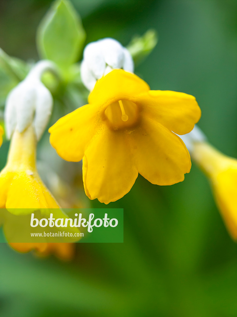 446017 - Primrose (Primula palinuri)