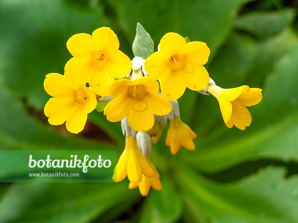 446022 - Primrose (Primula palinuri)