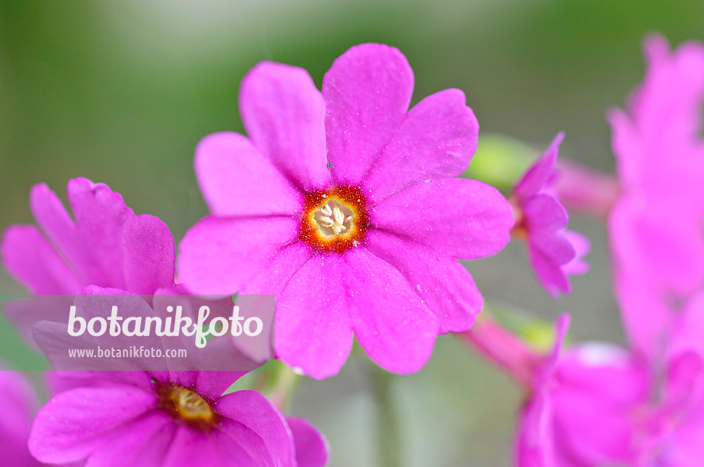 472268 - Primrose (Primula polyneura)