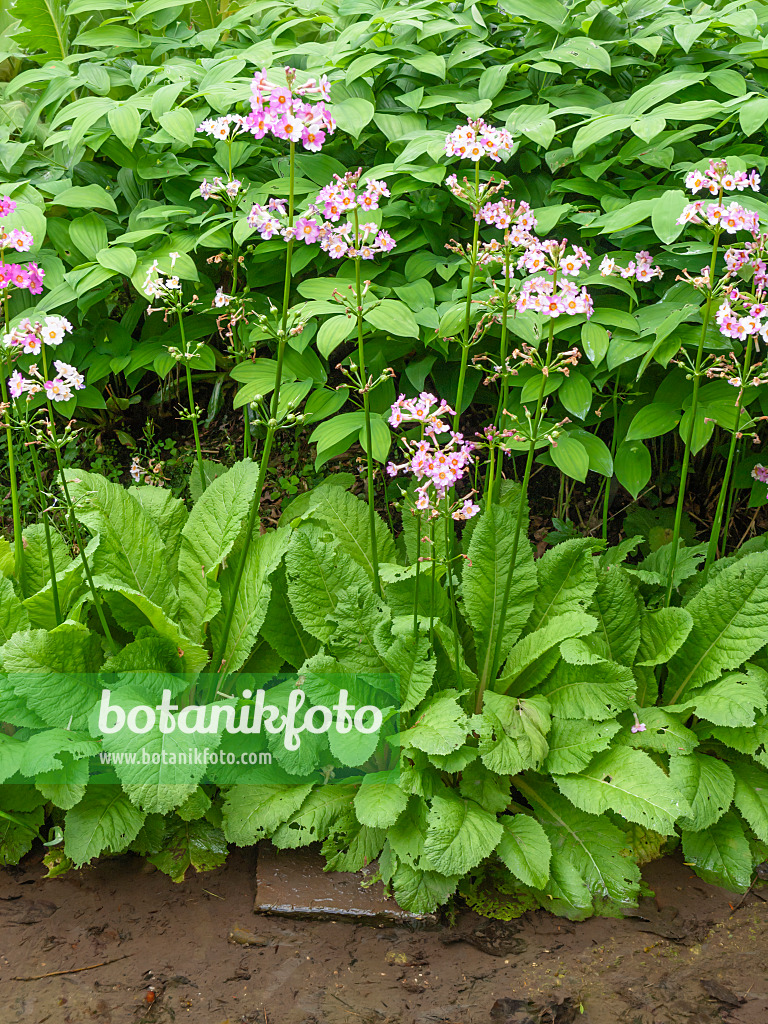 426088 - Primrose (Primula spec.)