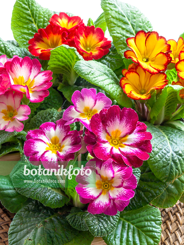 433056 - Primroses (Primula)