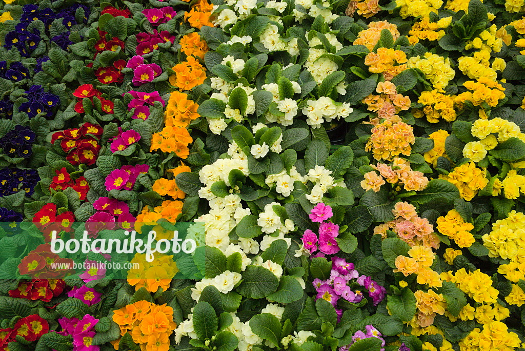 672025 - Primroses (Primula)