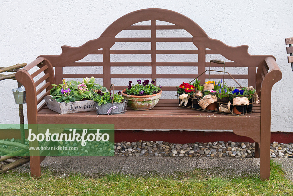 542005 - Primroses (Primula) and violets (Viola) in pots on a garden bench