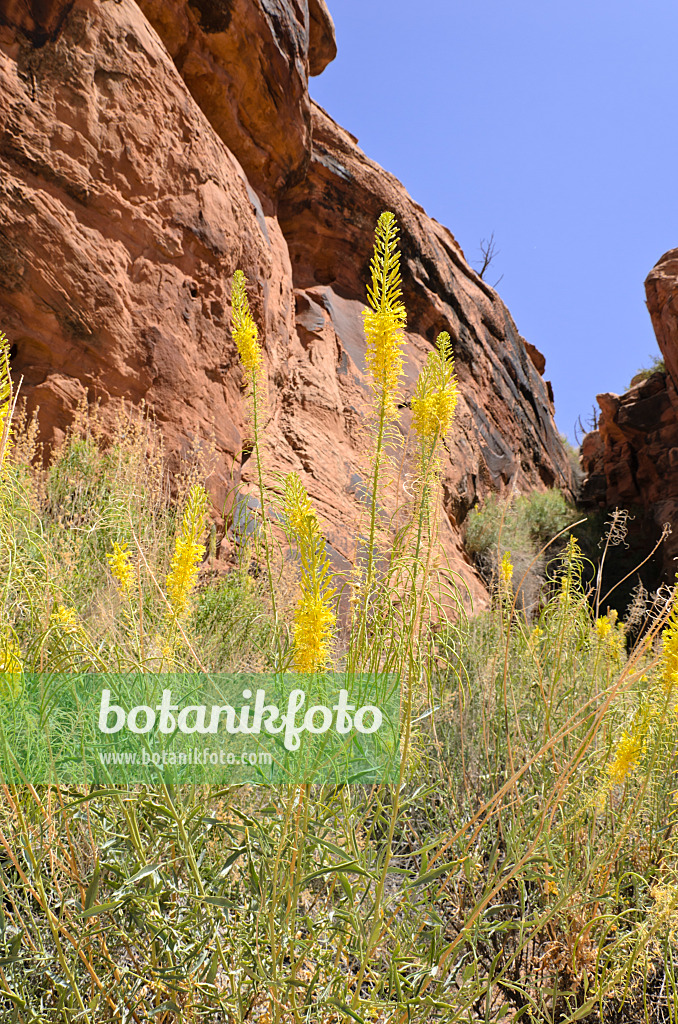 508329 - Prince's plume (Stanleya pinnata), Hunters Canyon, Utah, USA