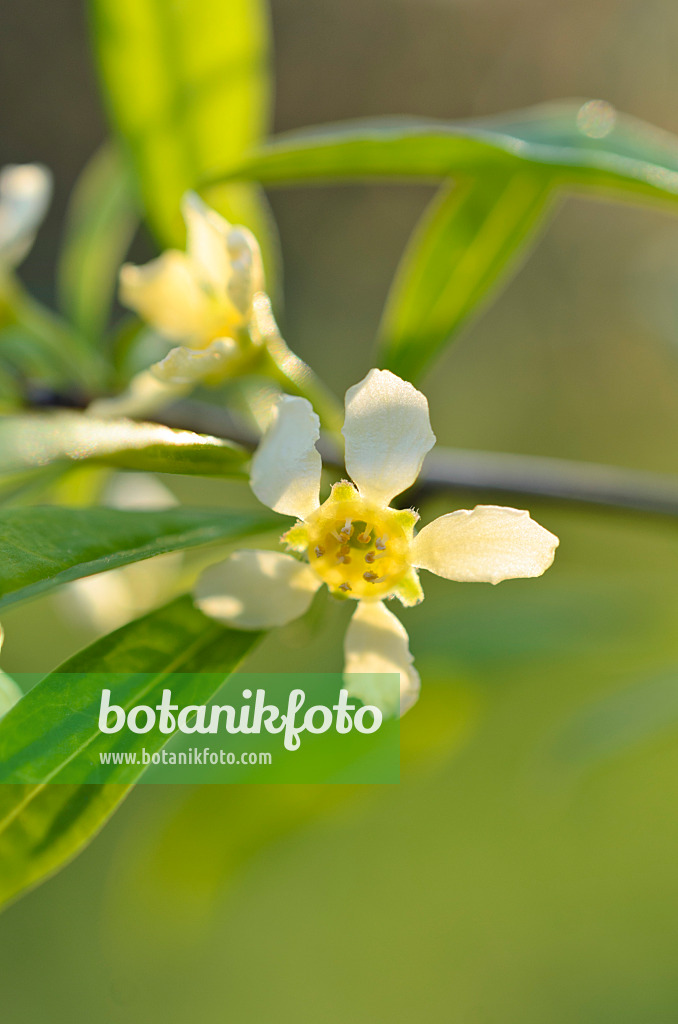 507041 - Prinsepia sinensis