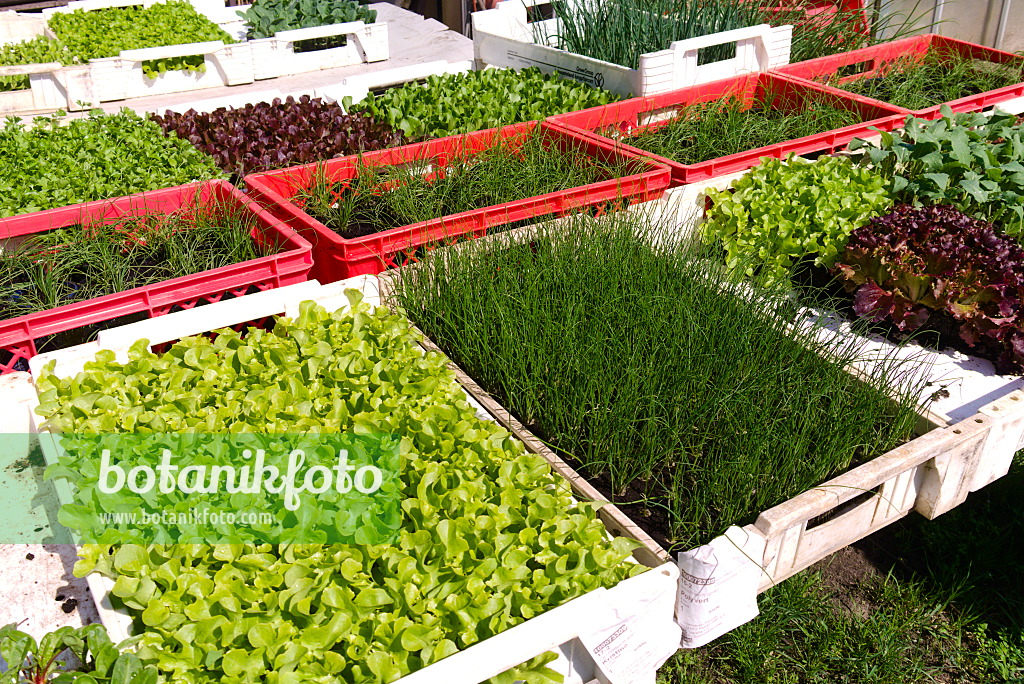 672062 - Propagation trays with young plants